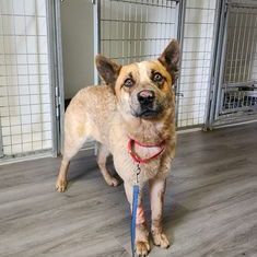 Swagger , an adoptable Australian Cattle Dog / Blue Heeler Mix in Springfield, MO_image-3