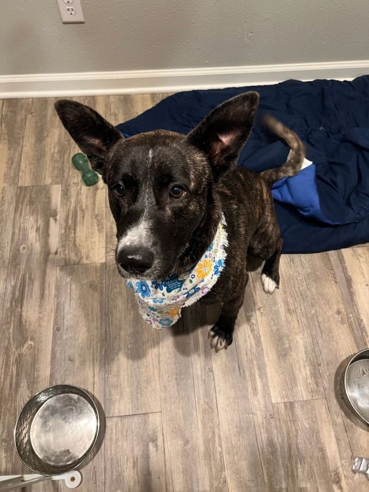 Dog for adoption - Smooth Sy the Dutch Shepherd Basenji!, a Dutch ...