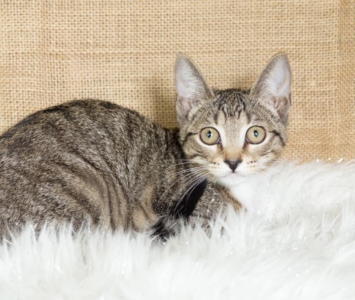Indy, an adoptable Domestic Short Hair Mix in Fort Lauderdale, FL_image-4