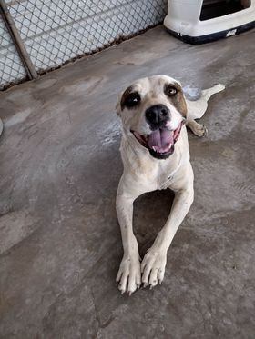 Cambrie, an adoptable Pit Bull Terrier in Midland, TX, 79705 | Photo Image 1