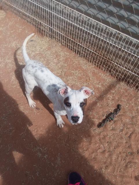 Cambrie, an adoptable Pit Bull Terrier in Midland, TX, 79705 | Photo Image 2