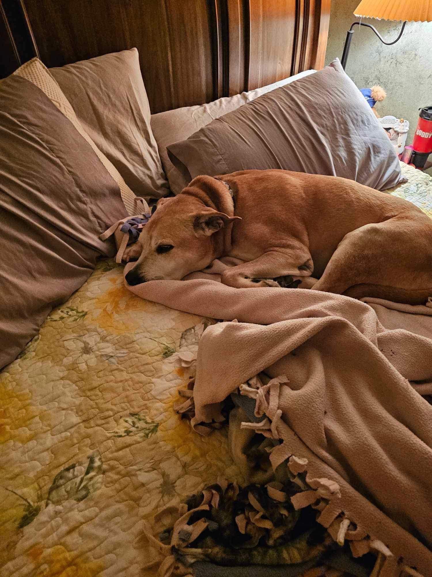 Fletcher, an adoptable Pit Bull Terrier in Little Chute, WI, 54140 | Photo Image 3