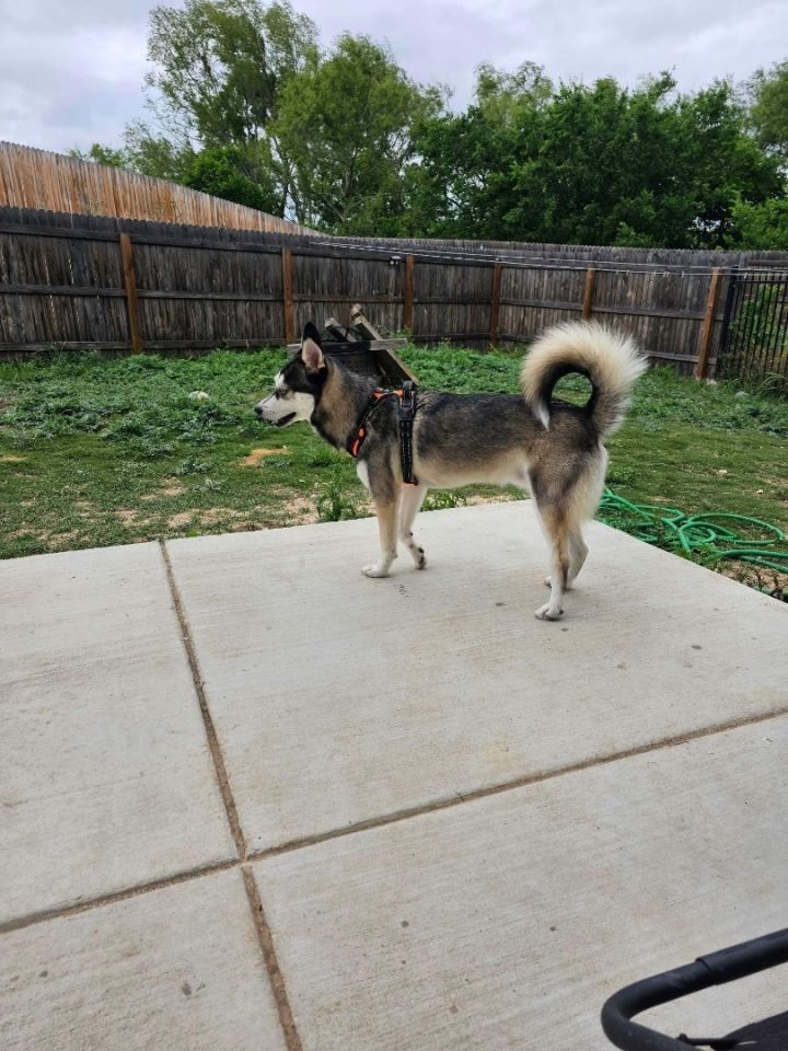 Dog for adoption - Loki, a Siberian Husky & Klee Kai Mix in Floresville ...