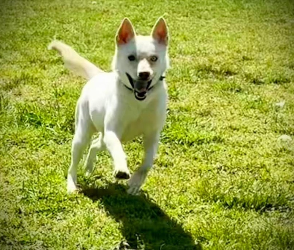 Astrid, an adoptable Husky, Labrador Retriever in Dalton, GA, 30721 | Photo Image 1