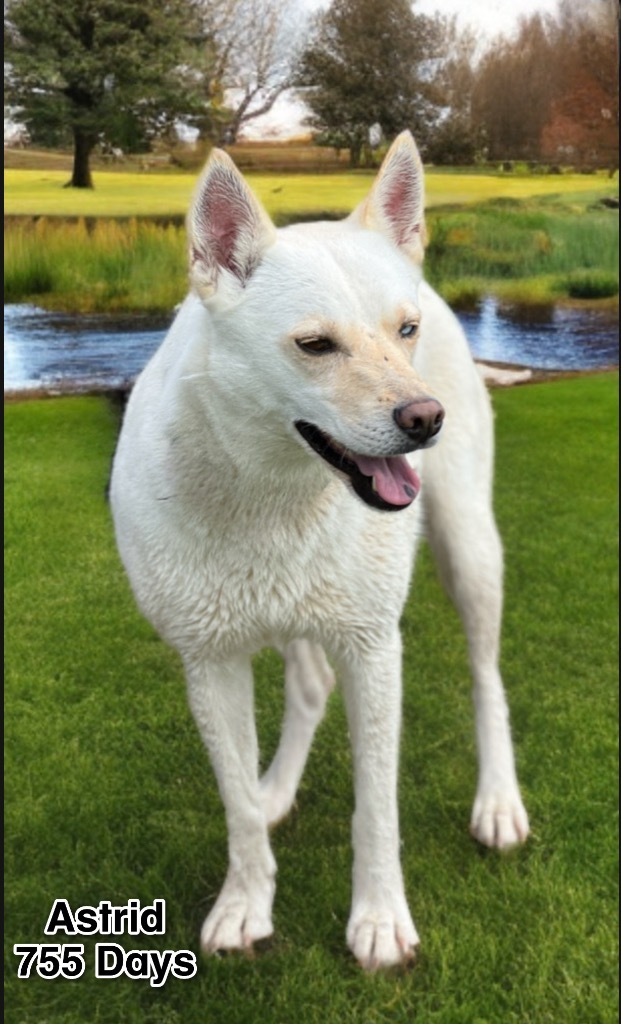 Astrid, an adoptable Husky, Labrador Retriever in Dalton, GA, 30721 | Photo Image 1