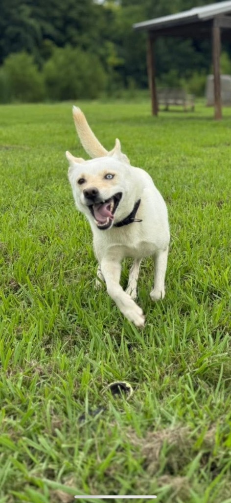 Astrid, an adoptable Husky, Labrador Retriever in Dalton, GA, 30721 | Photo Image 1