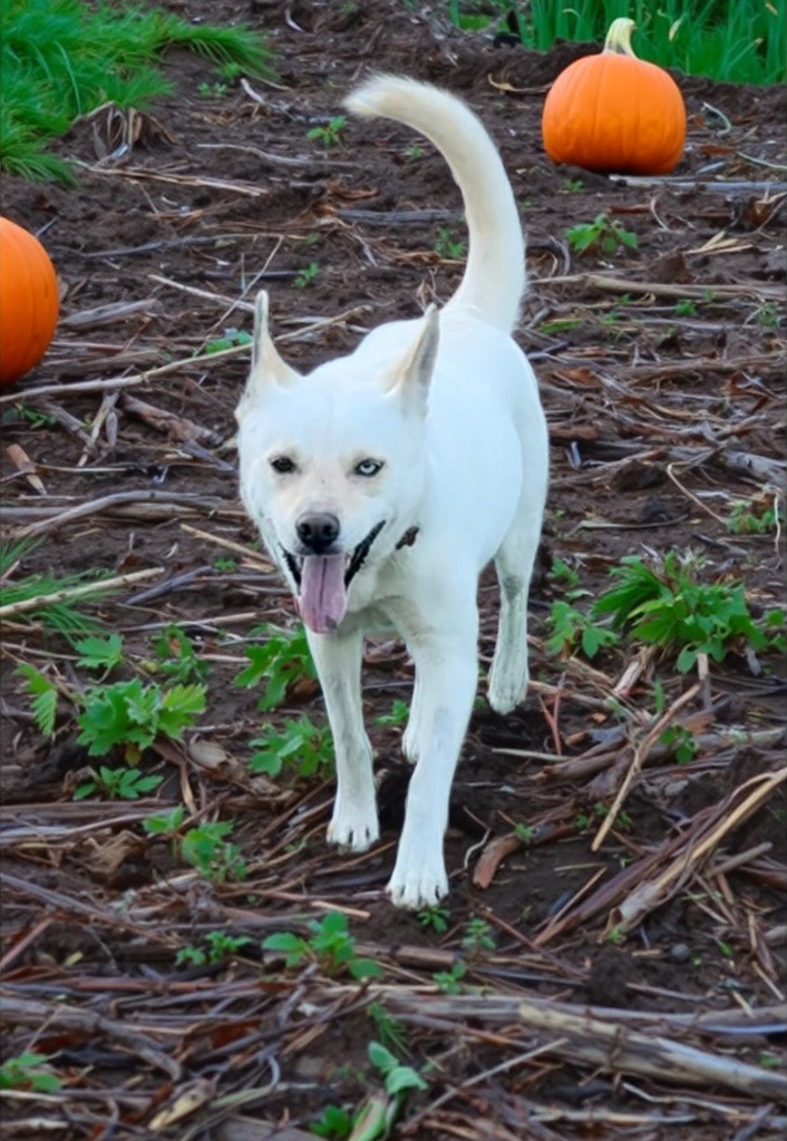 Astrid, an adoptable Husky, Labrador Retriever in Dalton, GA, 30721 | Photo Image 1