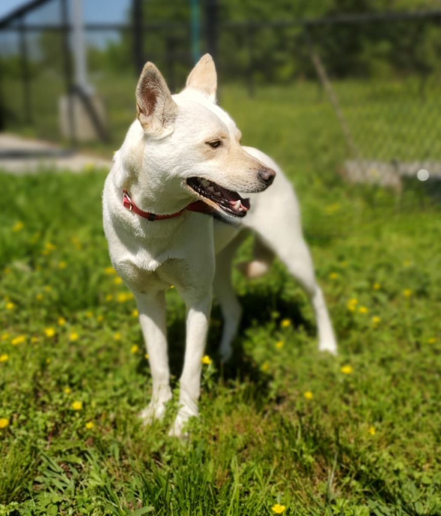 Astrid, an adoptable Husky, Labrador Retriever in Dalton, GA, 30721 | Photo Image 2