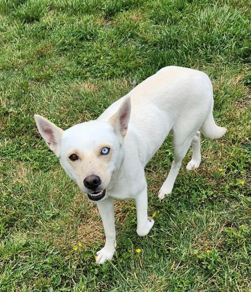 Astrid, an adoptable Husky, Labrador Retriever in Dalton, GA, 30721 | Photo Image 3