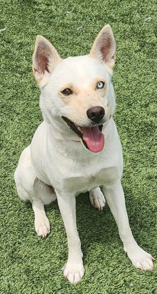 Astrid, an adoptable Husky, Labrador Retriever in Dalton, GA, 30721 | Photo Image 4