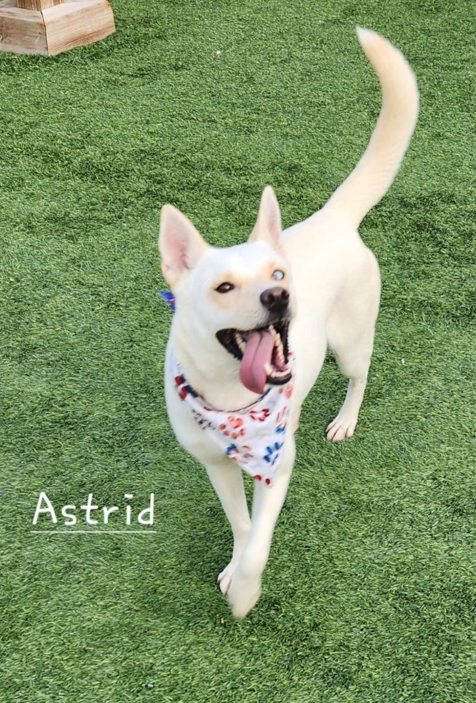 Astrid, an adoptable Husky, Labrador Retriever in Dalton, GA, 30721 | Photo Image 5