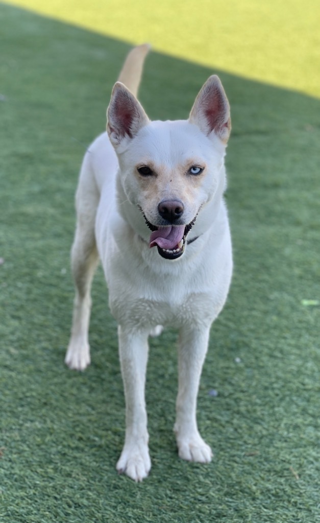 Astrid, an adoptable Husky, Labrador Retriever in Dalton, GA, 30721 | Photo Image 6