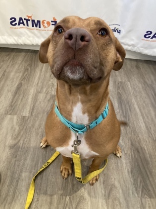 Pitbull Terrier + Mixed Breed Looking for Forever Homes - Montclair Girl