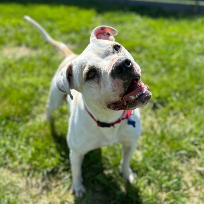 Thor, an adoptable American Bulldog Mix in Springfield, MO_image-1