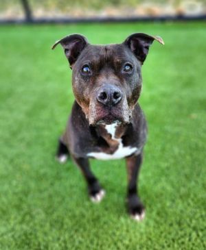 Hi My name is Smoochie and the thing I love most about this world are my tennis balls I may