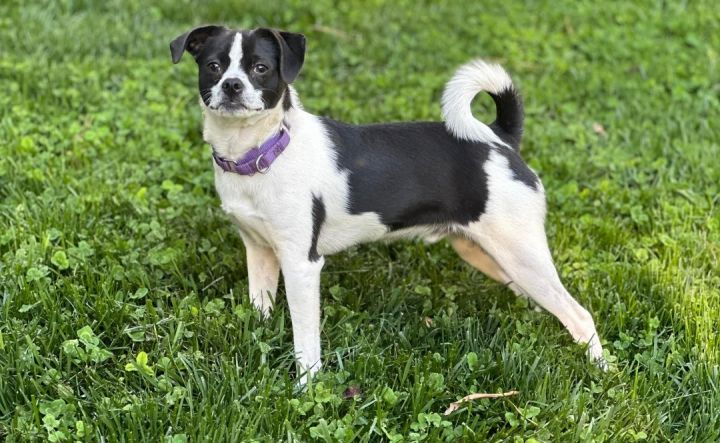 Pug and rat terrier hot sale mix