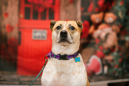 Anna, an adoptable Cattle Dog, Mixed Breed in Bloomsburg, PA, 17815 | Photo Image 1