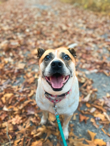 Anna, an adoptable Cattle Dog, Mixed Breed in Bloomsburg, PA, 17815 | Photo Image 1