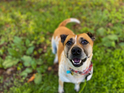 Anna, an adoptable Cattle Dog, Mixed Breed in Bloomsburg, PA, 17815 | Photo Image 2