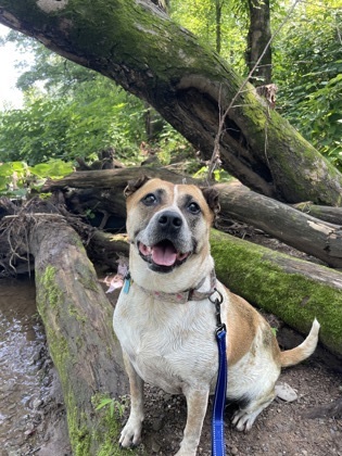 Anna, an adoptable Cattle Dog, Mixed Breed in Bloomsburg, PA, 17815 | Photo Image 2