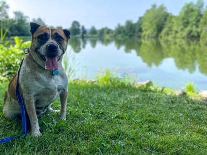 Anna, an adoptable Cattle Dog, Mixed Breed in Bloomsburg, PA, 17815 | Photo Image 3