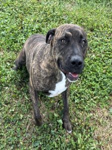 Keely, an adoptable Pit Bull Terrier in Sistersville, WV, 26175 | Photo Image 1