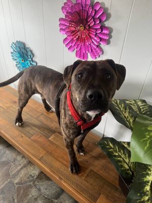 Keely, an adoptable Pit Bull Terrier in Sistersville, WV, 26175 | Photo Image 2