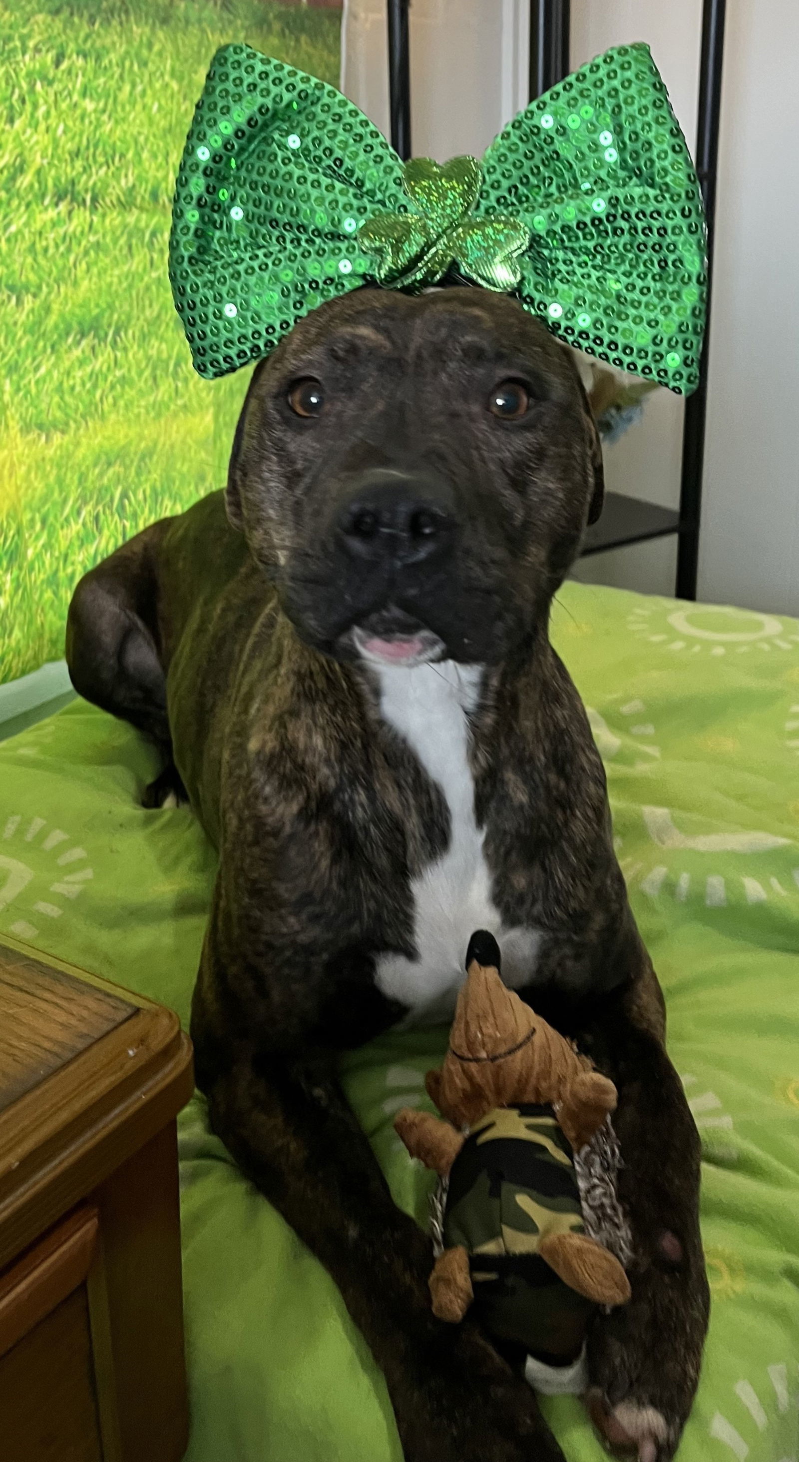 Keely, an adoptable Pit Bull Terrier in Sistersville, WV, 26175 | Photo Image 2