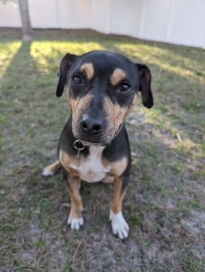 Dog for adoption Toblerone Toby a Mixed Breed in Orlando FL