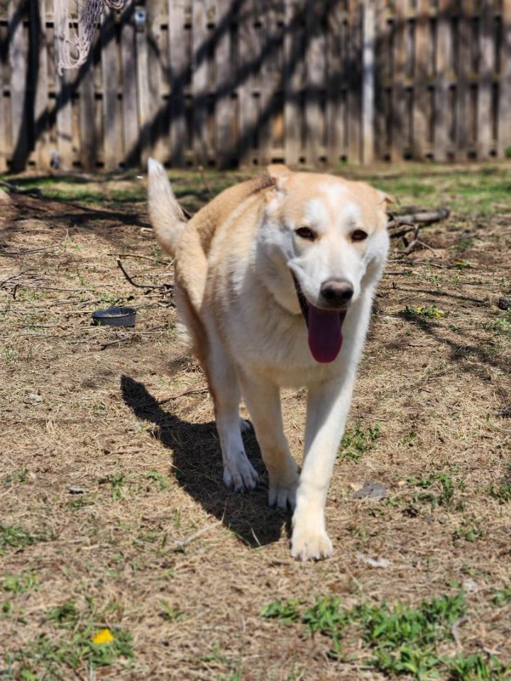 Blitzen, an adoptable German Shepherd Dog Mix in Omaha, NE_image-2