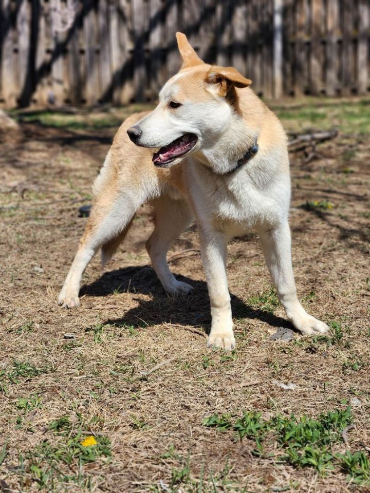 Blitzen, an adopted German Shepherd Dog Mix in Omaha, NE_image-3