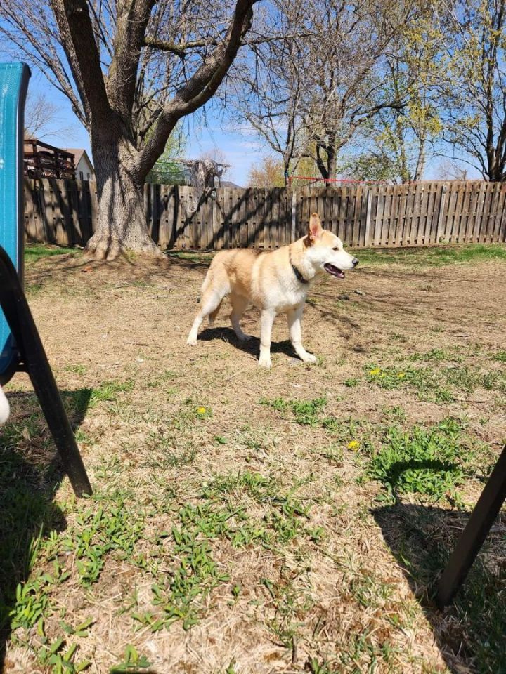 Blitzen, an adoptable German Shepherd Dog Mix in Omaha, NE_image-5