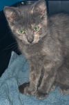 Skittles - Petsmart Foster Home photo 1