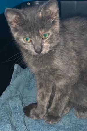 Skittles - Petsmart Foster Home, Adult Female Tortoiseshell