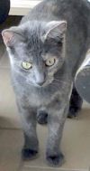Skittles - Petsmart Foster Home photo 2