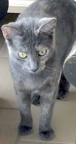 Skittles - Petsmart Foster Home 2