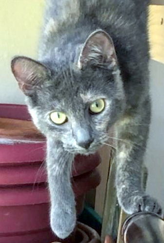 Skittles - Petsmart Foster Home 3