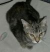 Malika-Petsmart Foster Home photo 1