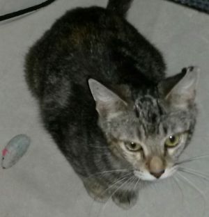 Malika-Petsmart Foster Home, Adult Female unknown