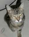 Malika-Petsmart Foster Home photo 2