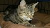 Malika-Petsmart Foster Home photo 3