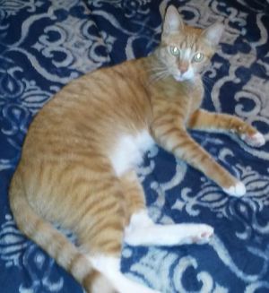 Scooter III-Petsmart Foster Home, Adult Male unknown