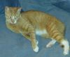Scooter III-Petsmart Foster Home photo 2