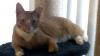 Scooter III-Petsmart Foster Home photo 3