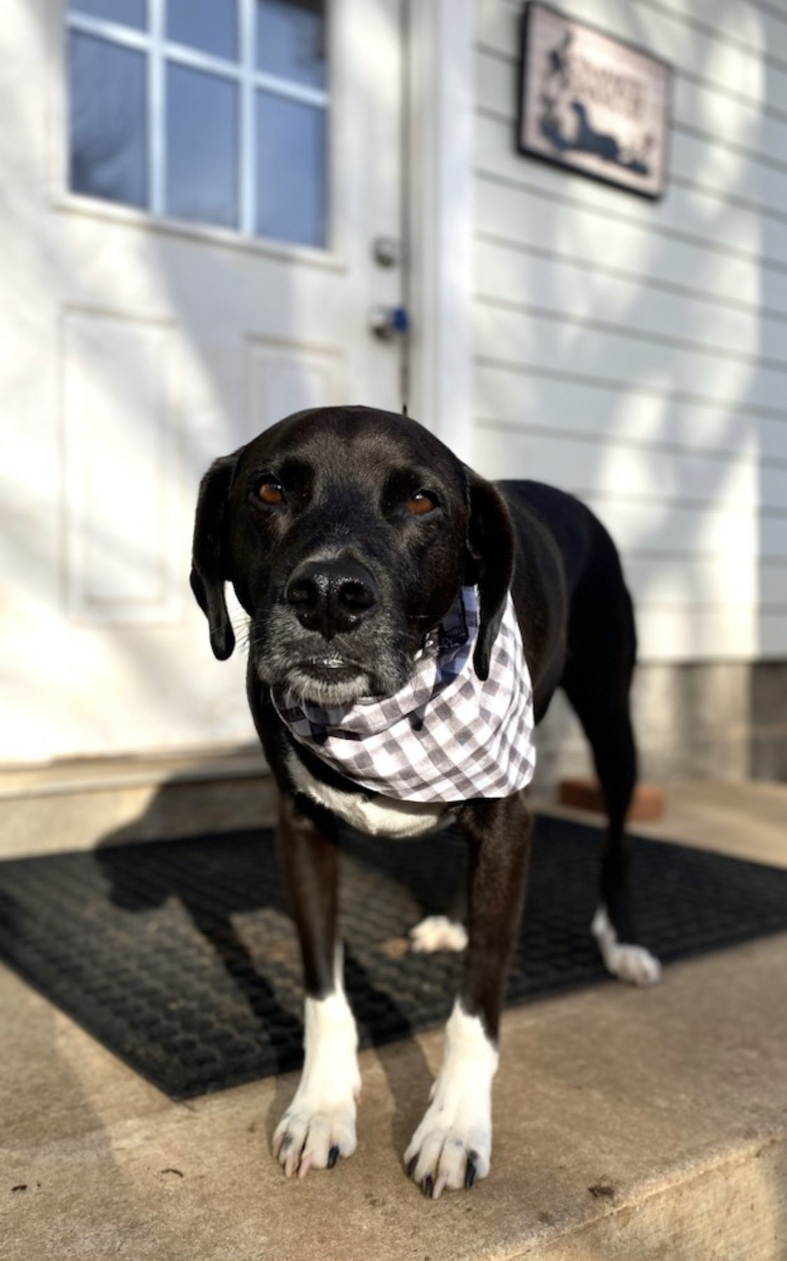 Arlo, an adoptable Hound, Border Collie in Nashville, TN, 37215 | Photo Image 1