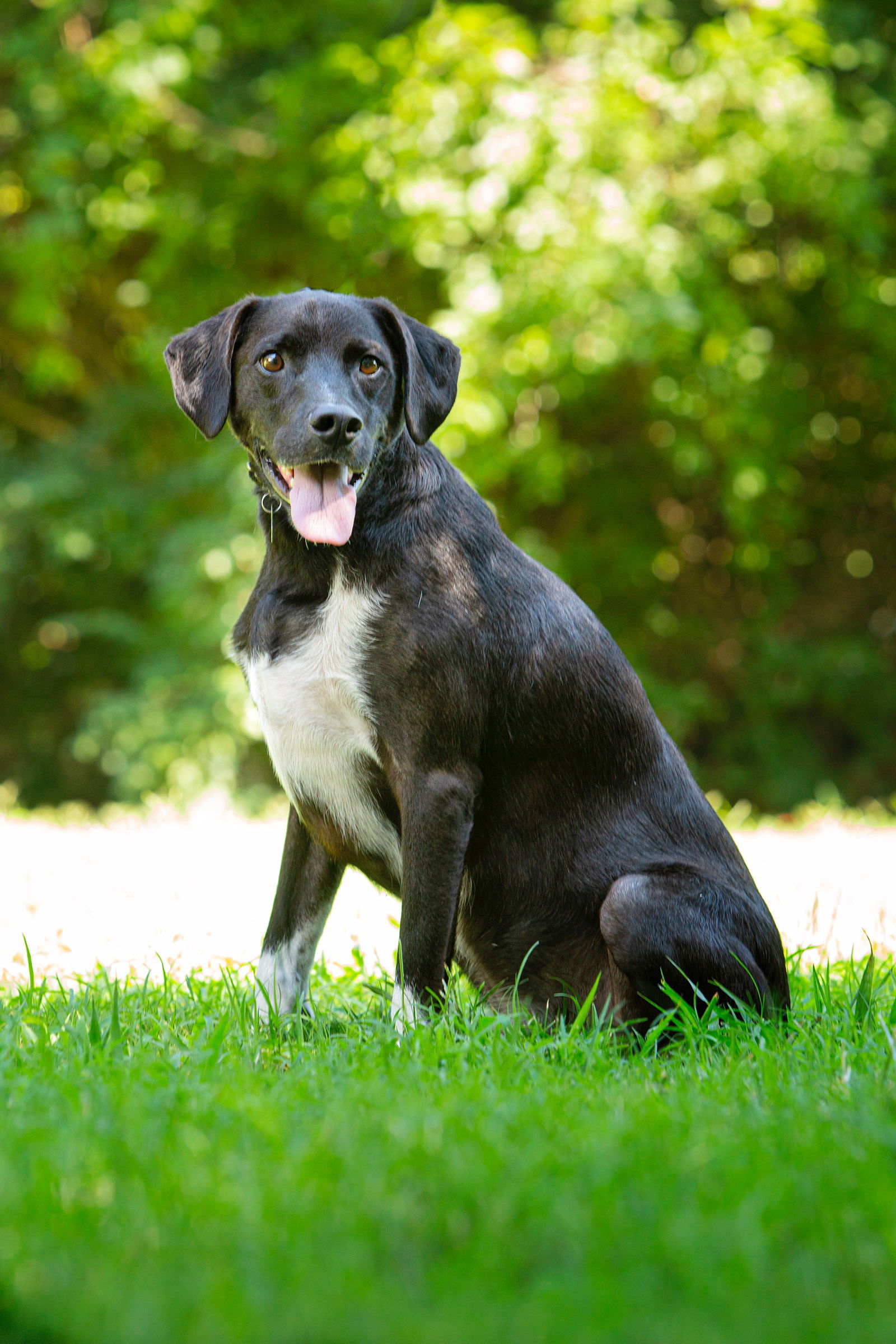 Arlo, an adoptable Hound, Border Collie in Nashville, TN, 37215 | Photo Image 2