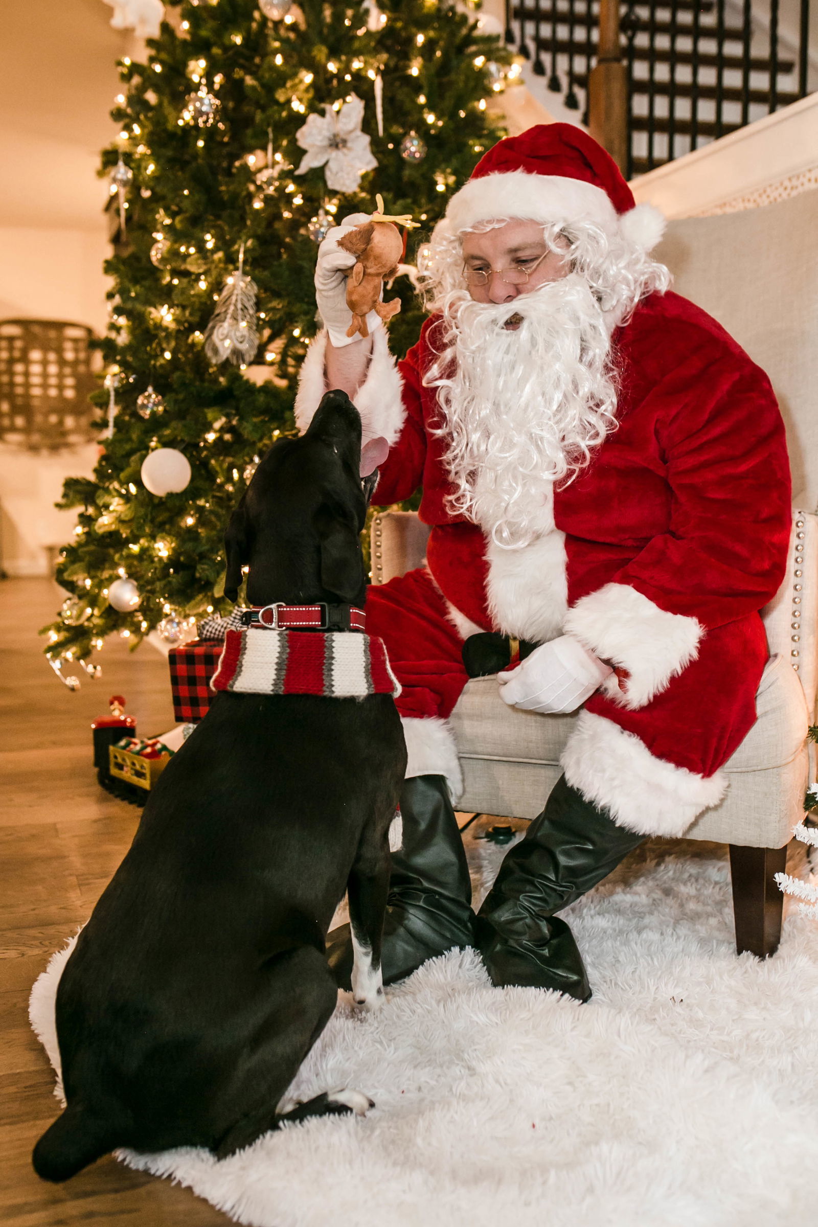 Arlo, an adoptable Hound, Border Collie in Nashville, TN, 37215 | Photo Image 3