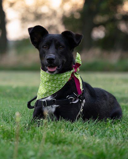 Guinness dog outlet collar