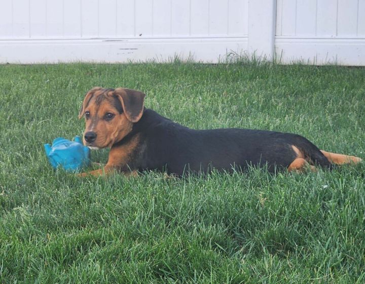 Ned, an adoptable Rottweiler & Beagle Mix in Kentwood, MI_image-5