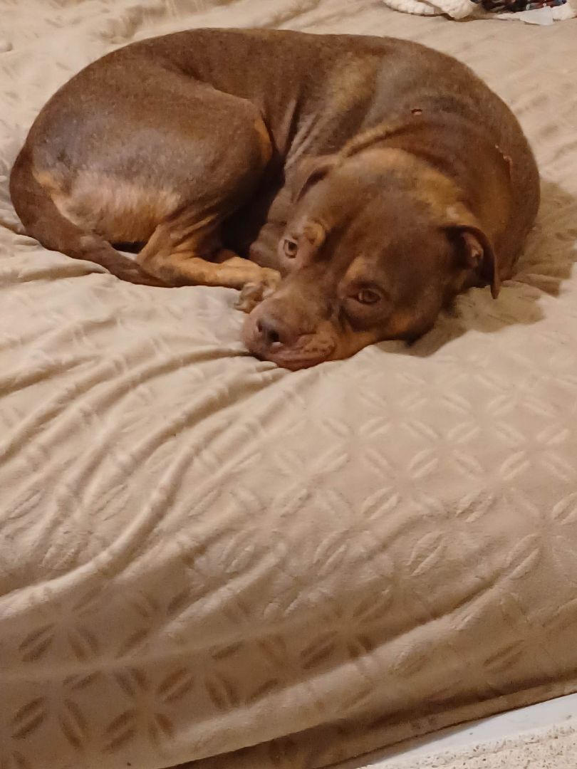 Dog for adoption Bryona (she needs love), a Terrier Mix in Dubuque